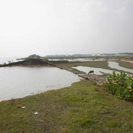 A photo of rice paddies damaged by a flood in Bangladesh